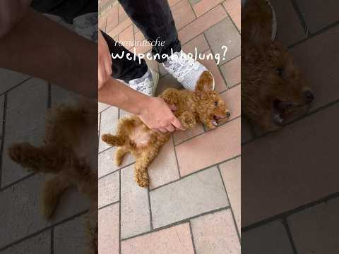 How was your trip home? 🐶 #dogmom #miniaturepoodle #puppy