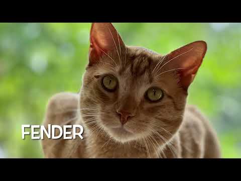 It's the Friday Kitty Cats at the Furkids Animal Shelter & Rescue!  Furkids.org