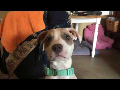 Osiris, an adopted Pit Bull Terrier & Boxer Mix in Dallas, TX_image-1