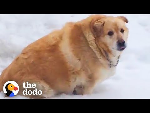 173-Pound Golden Retriever Loses Over 100 Pounds | The Dodo Video
