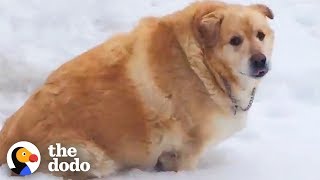 173-Pound Golden Retriever Loses Over 100 Pounds | The Dodo