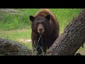 Houston Zoo Black Bears