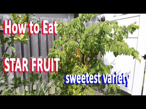 , title : 'How to Eat Star fruit (fresh) - Carambola 'Kari' variety - So Sweet GardenHula'