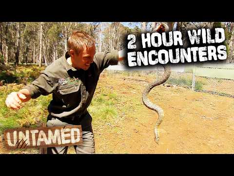 Wild Life Of Tim Faulkner -Season 2 Marathon 🐍 | Untamed Compilation