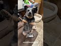 Introducing The Compact Powerhouse The Australian Cattle Dog Australiancattledog Dogshorts