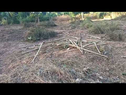 Como ter uma vida simples e tranquila na natureza, Nova Olimpia- MT.