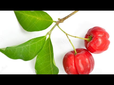 One Acerola cherry = 134% of RD vitamin C !!!