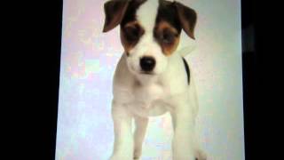 Fido sings &#39;Razzle In My Pocket&#39;