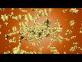 Free Download Golden Stars Animation Motion Video HD