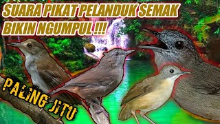 Download lagu SUARA PIKAT PELANDUK SEMAK•ANTI ZONK mp3