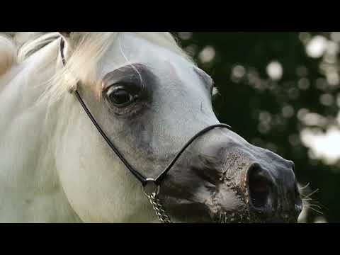 JOULINA K.A. - (Equiborn K.A. x Joumalia Nautiac), 2017 Mare