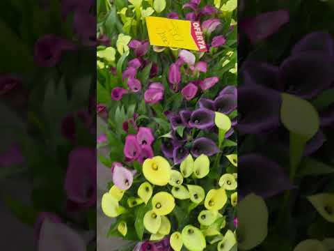 plantas ornamentais na loja