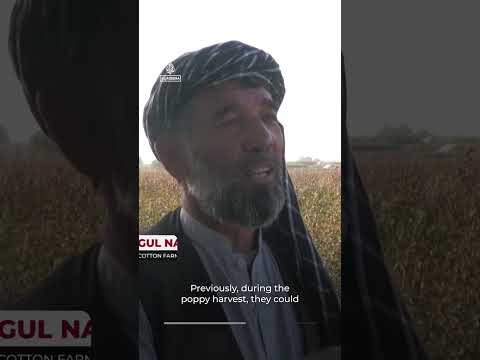 Afghan farmers pushed to opium farming to make a living | AJ #shorts