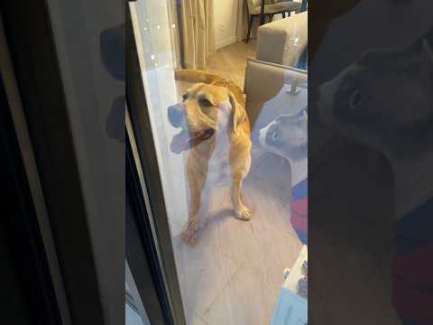 Дени как всегда выручил😁