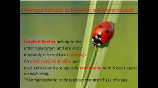 Fly Control, How to get rid of Ladybird Beetles