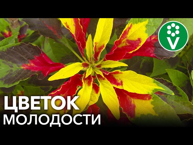 ЭТОТ ЦВЕТОК ПОДАРИТ БЕССМЕРТИЕ! Продлите молодость и укрепите здоровье, посадив это растение