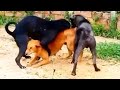 Indian Dog Sex Video Mobile Phone