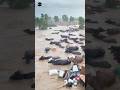 The Truth Behind Punjab S Floods Explained In Hindi Shorts Punjab Flood