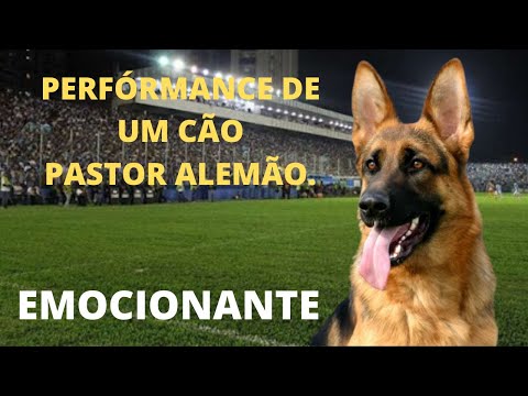 PERFÓRMANCES DE CACHORRO PASTOR ALEMÃO SUPER TREINADO 👉CASA DOS PETS