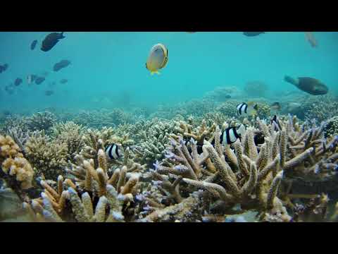 Stream of the day from Fulhadhoo, Maldives on 09 December, 2023