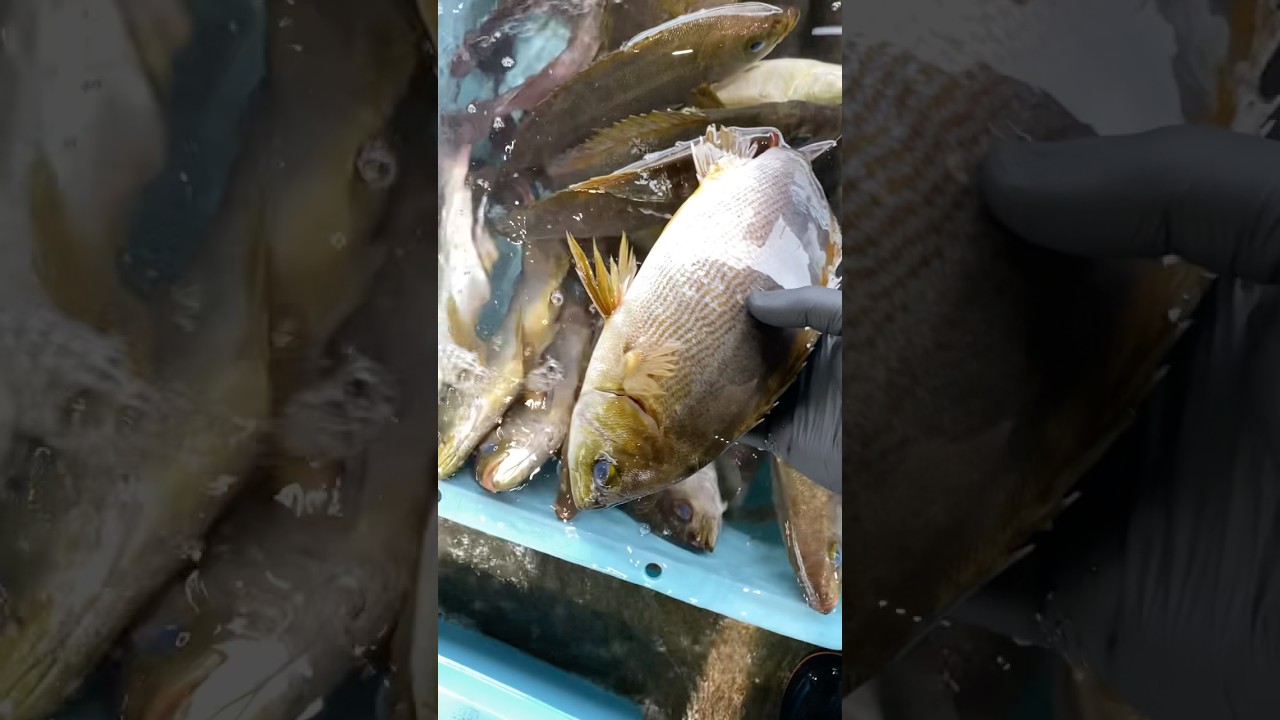 うお一番史上最大仕入れ‼️うお一番限定のホワイトイサキもこの3連休ぜひ食べに来て下さい‼️ #うお一番 #海鮮好き #市場