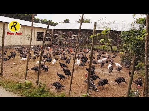 টার্কি মুরগীর খামার করে সফল দুলাল