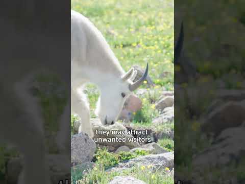 Pika pillage - When you are cute but need to steal to survive #oneminutesmarter #animalfacts #pika