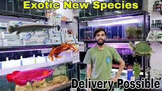 Exotic New Species Stock | Best Price | AquaFinScape Delhi