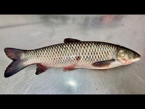 Filetování amura bílého