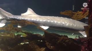 Kembar jalan2 ke Vancouver || Aquarium Vancouver