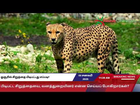 ஓசூரில் சிறுத்தை பிடிபட்டது எப்படி? பிடிபட்ட சிறுத்தையை, என்ன செய்யப் போகிறார்கள்?