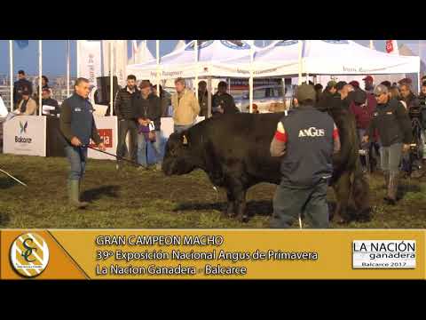 21-09-17 Gran Campeón Macho - La Nación Ganadera - Balcarce