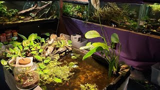 "Around The World" Update on My Fish Room (9/28/24)