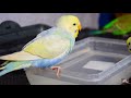 Rainbow Budgies Taking A Bath