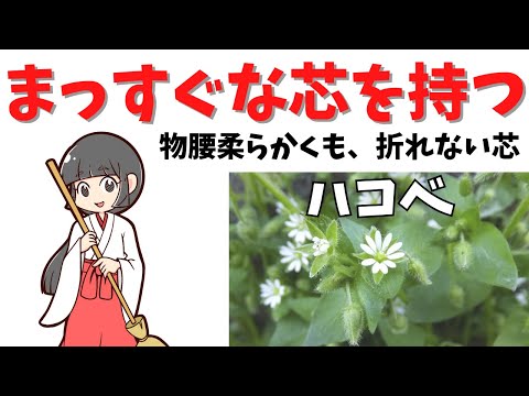 ハコベ 植物