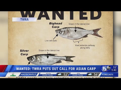 TWRA puts call out for Asian carp in Tennessee waterways