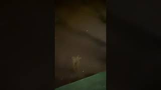 VIDEO FOTO Inundații în parcul Sub Arini - Apa a ajuns și într-o gospodărie 1 video