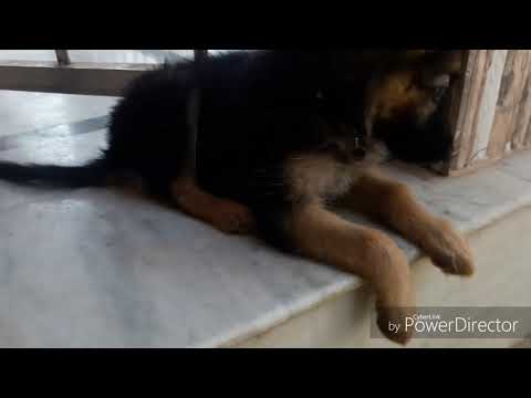 Cute German Shepherd Dog(Rocky) January 2017