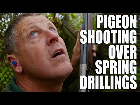 Pigeon shooting over spring drillings Pigeon shooting over spring drillings