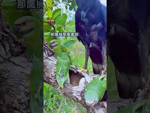 鹦鹉：你就说像不像叶子