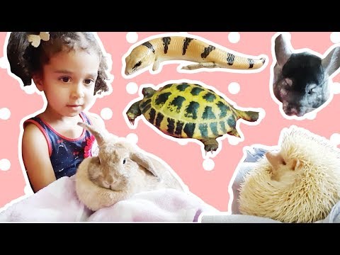 Learn Animals! 🦎🐢🐇🦔 For Young Kids! Petting Zoo Party! ❤ LuluZoom