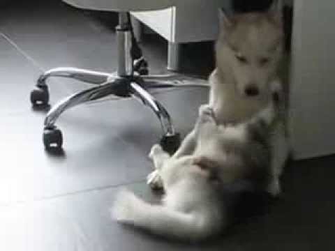 Siberian Husky  playing with a Maine Coon cat
