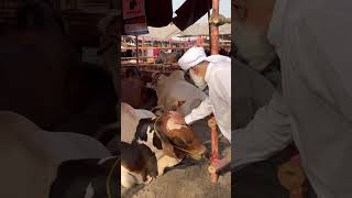 Download lagu Mandi videos #bakraeid #cow #goat #bull #bakraeid2026 #animals #animals #cattleworld mp3