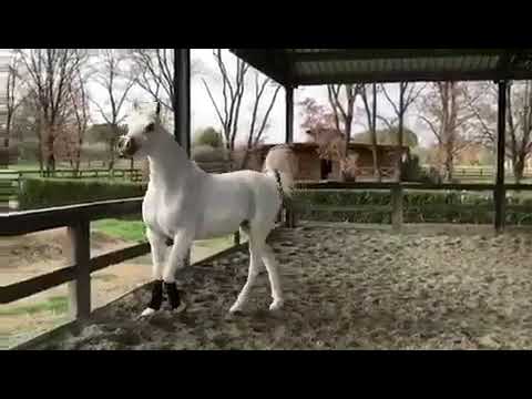 نور الريان الحصان العربي Noor Al Rayyan