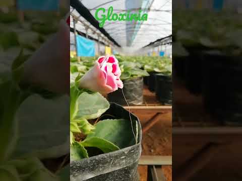 , title : 'Gloxinia Flower plants | #shorts #floriculture #Flowers #agriculture