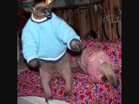 Shane Morris - Bang the Box (John the Dentist Remix)