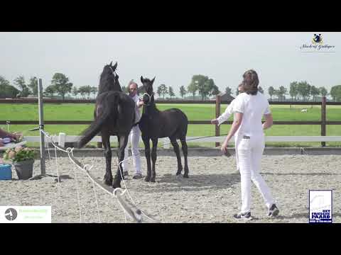 Veulenkeuring fokvereniging Het Friesche Paard Noord- en Zuid- Holland 1-8-2020