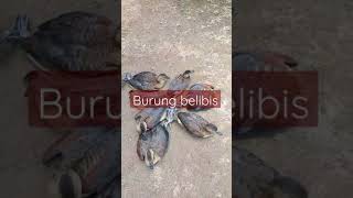 Download lagu Burung belibis mp3 Download lagu Burung belibis mp3