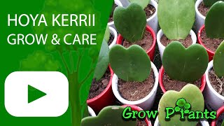 Hoya kerrii - grow & care (Sweetheart Wax flower)