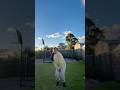 Fetty Wap Birthday Dance Trending Viral Fyp Shorts